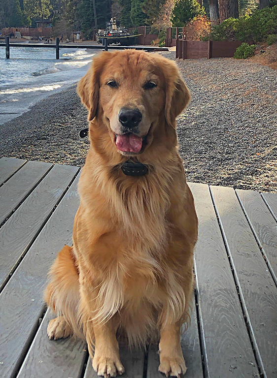 Golden Retriever