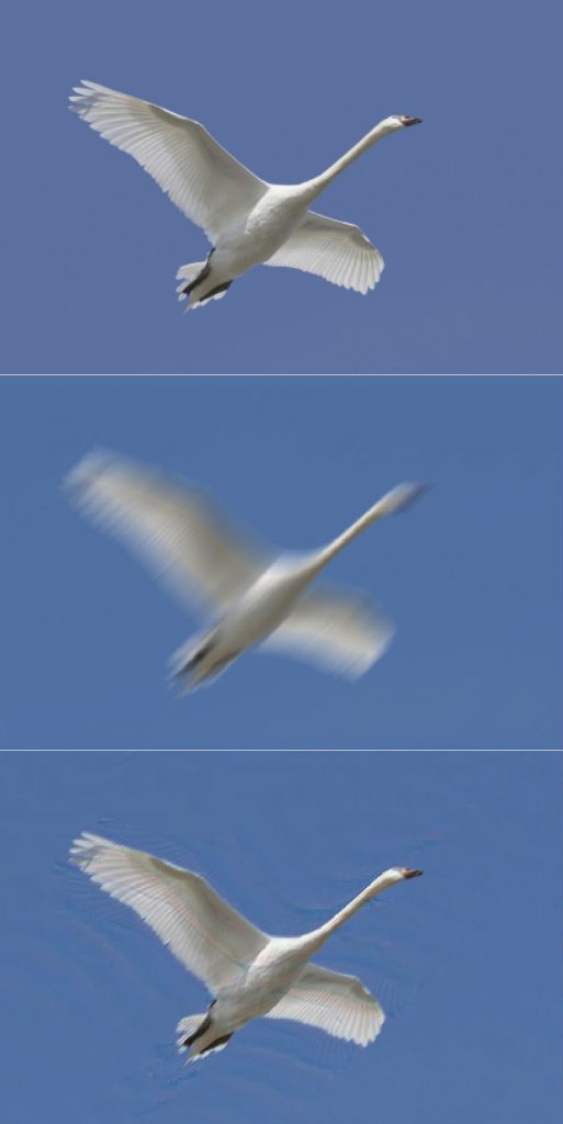 Blurred and unblurred swan