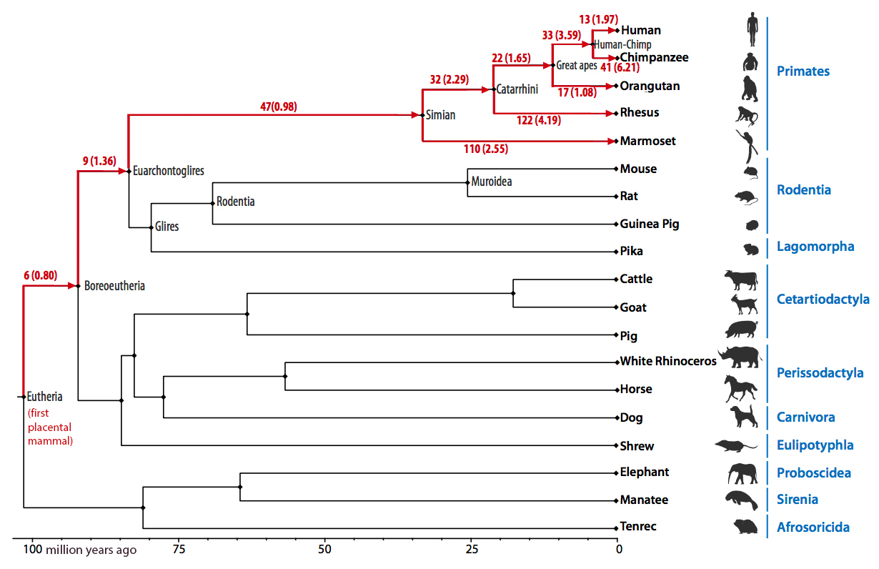 Evolution tree